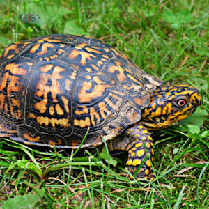 Importance of Tortoise and its placement as per Vastu Shastra & Fengshui